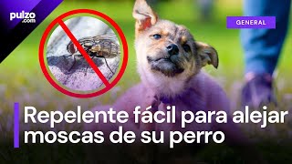 Repelente casero para alejar las moscas de su perro así puede hacerlo con su paso a paso  Pulzo [upl. by Jermaine856]