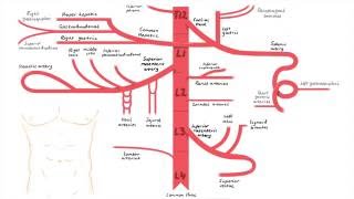 Abdominal Aorta Branches [upl. by Fowler150]