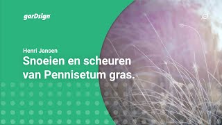 Snoeien en scheuren van Pennisetum gras Lampenpoetser [upl. by Asen]