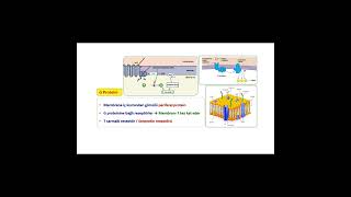 FİZYOLOGİC HÜCRE FİZYOLOJİSİ  G PROTEİNİ [upl. by Ocinom712]