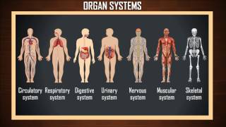 Human Organ Systems  human body and organ system  organ systems of the human body [upl. by Seedman]