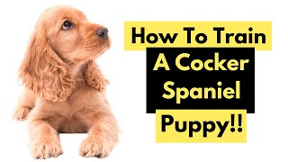 How To Train A Cocker Spaniel  Training A Cocker Spaniel Puppy [upl. by Caro]