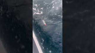 Perfectly rigged ballyhoo using an Ahi Head [upl. by Ardnuasak620]