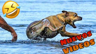 🤣 los MEJORES VIDEOS de ANIMALES ACTUALES 🐱🐶 Nuevos Videos Graciosos de Mascotas [upl. by Mariken]