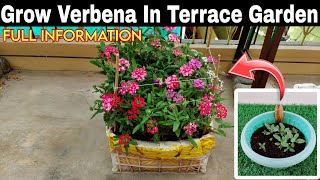 Grow Verbena Plant From Seeds In Pot 🤩SEED TO FLOWERINGबीज से वर्बेना उगाएं Full Information😃 [upl. by Nylzzaj]