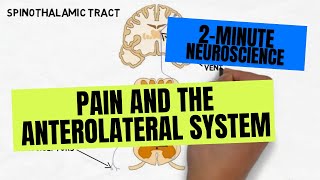 2Minute Neuroscience Medulla Oblongata [upl. by Willtrude]