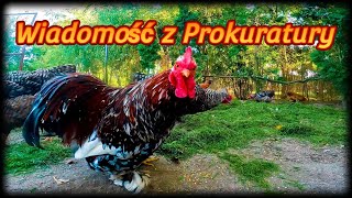 chicken 🐓🦃🦆 Prokurator w Kurniku Kazika [upl. by Asirrom]