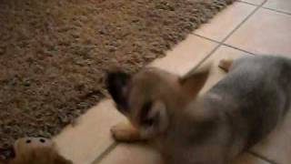 Swedish Vallhund Puppy Shayna 8 weeks [upl. by Helsa61]