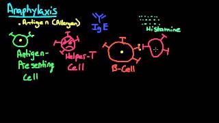 Anaphylaxis Pathophysiology [upl. by Lanti]