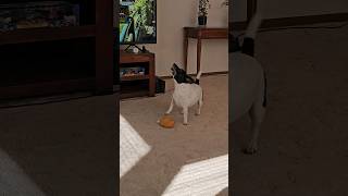 Tobys toy from Bunnings makes him howl [upl. by Audwin]