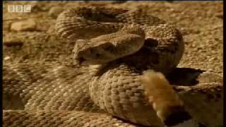 A snakes best friend  Deadly Vipers  BBC animals [upl. by Yrad]