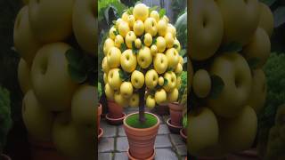 Harvest more Golden Pear With New Golden Pear tree planting Methods satisfying garden [upl. by Ettegroeg311]