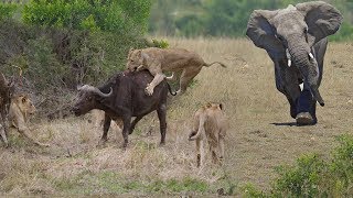 Hero Elephant save Buffalo in despair between King Lions hungry Hunting  Attack Animals [upl. by Leugimesoj527]