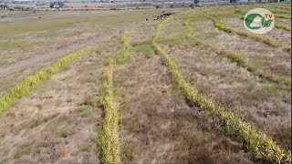 Ante la sequía aprende cosecha de agua y ganadería regenerativa [upl. by Lombardo802]