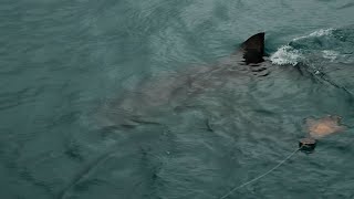 Swimmer Touches Something Attacked by Shark [upl. by Ivett]