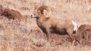 Grants Getaways Deschutes Byway Bighorns [upl. by Kcirddes]