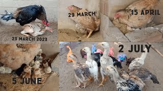 Chicken Breeding Process And Tips  Aseel Chicks Transformation From Crossing to 60 Days [upl. by Assilim]