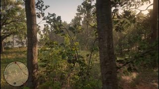 Panther location rdr2 [upl. by Hildy890]