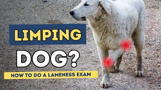 Lame Dog How To Do A Lameness Exam [upl. by Galatea]