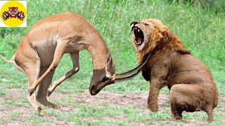 Antelopes have terrible horns that scare lions  crocodiles attack antelopes [upl. by Ihel]