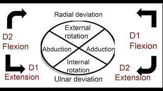 UPPER EXTREMITY PNF PATTERNS [upl. by Ravilob]