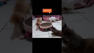 FUNNY KITTENS  Playing With Balls of Scratcher cat cutecat catlover funny cute kitten [upl. by Weiner]