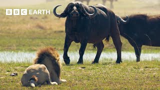 Lion Cubs vs Buffalo Herd Will they escape  BBC Earth [upl. by Friedrich]