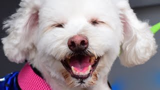 How to Train Your Bichon Frise Tips and Tricks for a WellBehaved Dog [upl. by Adnima]