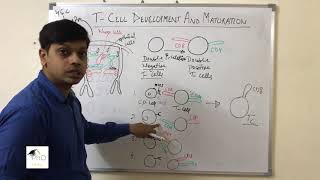 T Cell Development And Maturation by Dr Vipin Tyagi [upl. by Corell518]