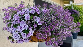 New 2022 Proven Winner Annuals in a Hanging Basket  Gardening with the Williams [upl. by Oniliuqnart]