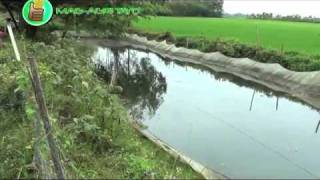 OrganicNatural Farming Azolla  Natural Feeds amp Green Fertilizer Part 2 [upl. by Erlandson7]