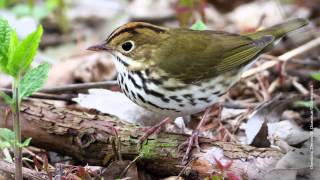 Ovenbird Song [upl. by Ytsanyd]