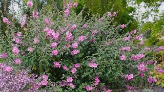 Lavatera x clementii Rosea  Tree Mallow [upl. by Gilder402]