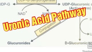 Uronic Acid Pathway Biochemistry  DGlucuronic Acid Metabolism of Carbohydrates [upl. by Amle]