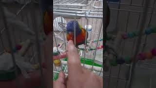 my parrot is sleepy [upl. by Marylinda]