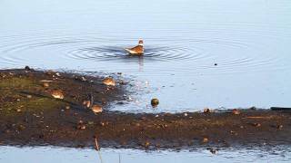 Killdeer Bath  Charadrius vociferus [upl. by Lamahj500]