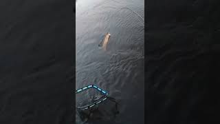 “My drone is returning to home” 😳 fishing pikefishing minnesota [upl. by Aenal364]