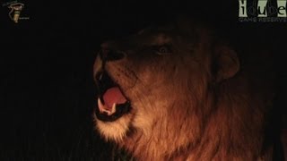 Male Lion Roars Fiercely At Night [upl. by Barbara-Anne825]