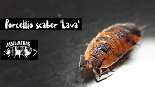 Porcellio scaber Lava [upl. by Tito654]