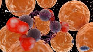 Production of Insulin Throuhg Genetic Engineering [upl. by Chaworth]