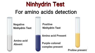 Ninhydrin Test for the identification of Amino acidsProtiens Knowledge Academy [upl. by Arded]