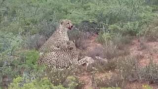 Cheetah eat baby Hartebeest ALIVE [upl. by Bikales]