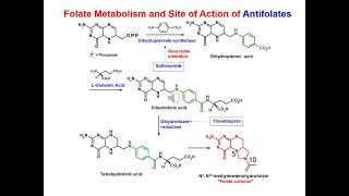 new sulfonamides clinical [upl. by Grosz]