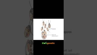 sporulation sporulationinfungi sporulationinalgae Shorts biologenetic [upl. by Odlaw]