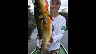 Pesca Esportiva Tucunaré Dourado Dicas para Pescar na Amazonia Araguaia Argentina [upl. by Nyladnohr]