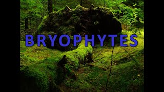 Bryophytes [upl. by Hareema]