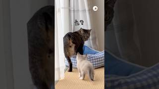 思わず触ってしまったアレ｜PECO 子猫 保護猫 愛猫家 子猫のいる生活 kitten rescuedcat rescuedkitten catlover kittenlife [upl. by Ettenor]