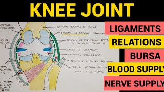 Knee Joint Anatomy  1  Ligaments  Relations  Bursa  Blood and Nerve Supply [upl. by Anerol]