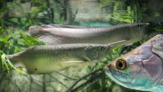 Very beautiful arowana fish in aquarium so big fish [upl. by Netti]