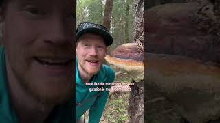 Licking the Guttation on a Red Belted Conk Fomitopsis pinicola species complex for Science [upl. by Philan]